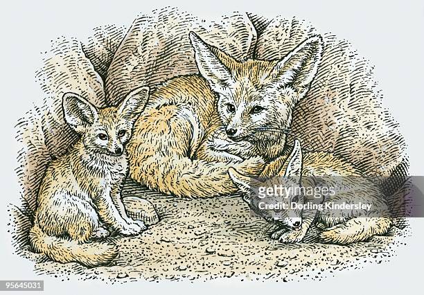 illustration of female fennec fox (vulpes zerda or fennecus zerda) with two young - vuxen stock-grafiken, -clipart, -cartoons und -symbole