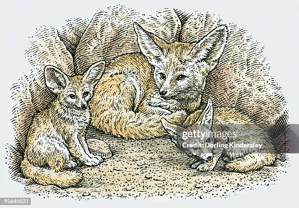 ilustrações, clipart, desenhos animados e ícones de illustration of female fennec fox (vulpes zerda or fennecus zerda) with two young - fennec