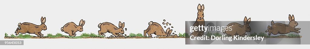 Bouncing Rabbit Sequence Sequence Of Illustrations Showing Rabbit Running Hopping Digging And ...
