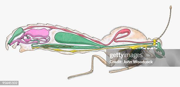 bildbanksillustrationer, clip art samt tecknat material och ikoner med cross section illustration of internal anatomy of female butterfly - äggledare