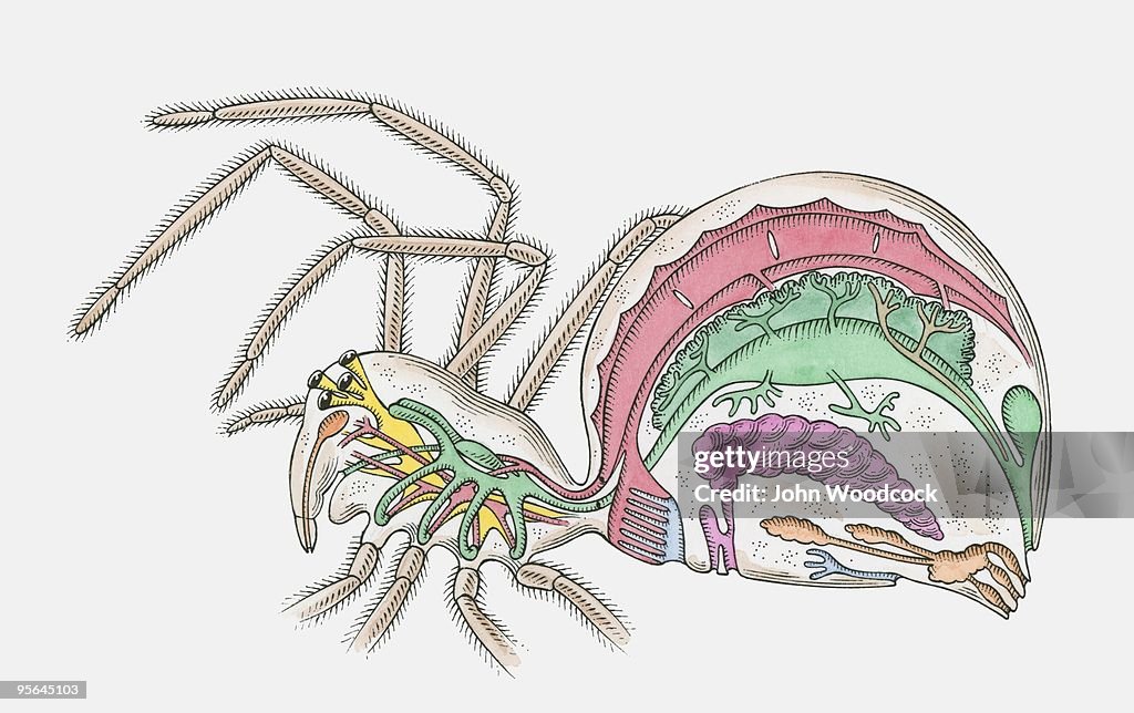 Cross section illustration of internal anatomy of female Spider