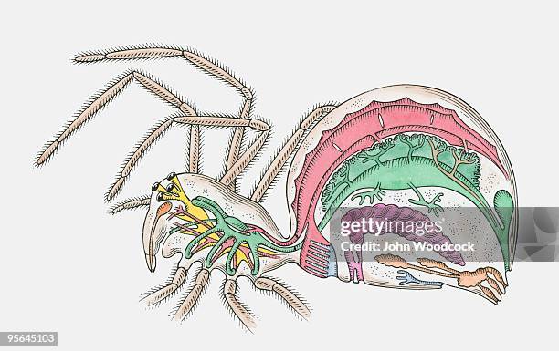cross section illustration of internal anatomy of female spider - animal digestive system stock illustrations
