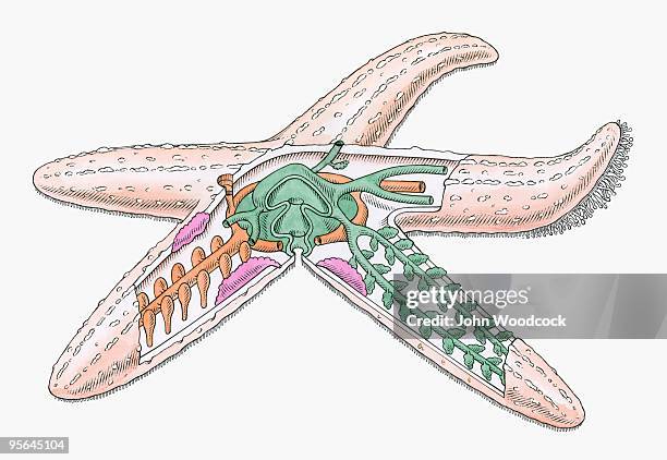 cross section illustration of internal anatomy of starfish - crista ampullaris stock-grafiken, -clipart, -cartoons und -symbole