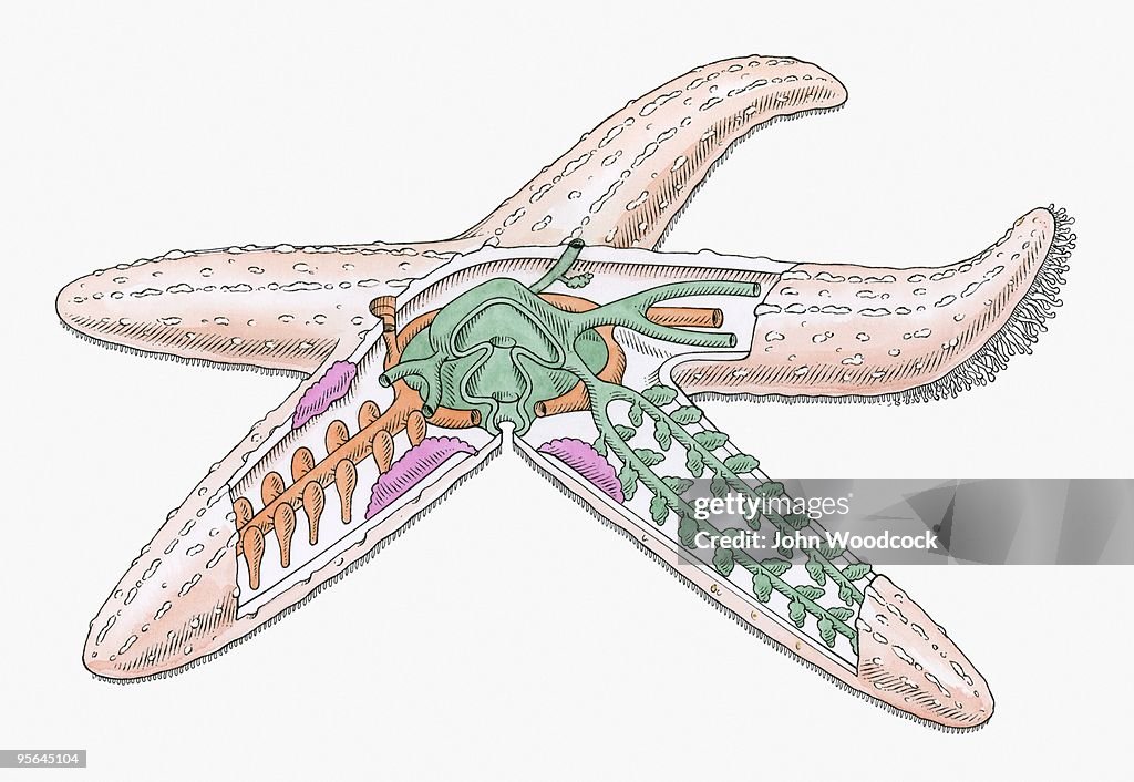 Cross section illustration of internal anatomy of Starfish