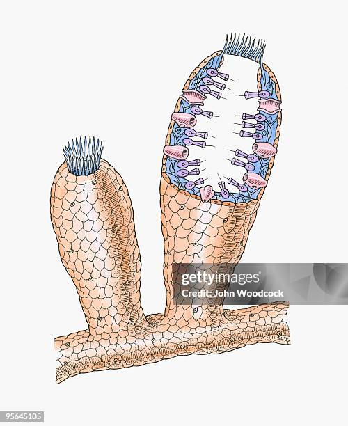 cross section illustration of internal anatomy of sponge - spicule stock illustrations