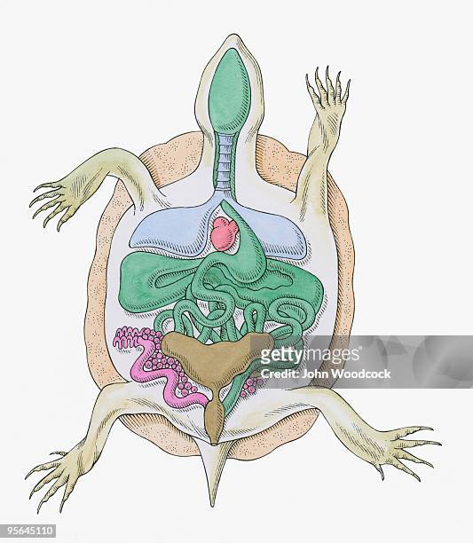 illustrations, cliparts, dessins animés et icônes de cross section illustration of internal anatomy of female tortoise - intestin animal