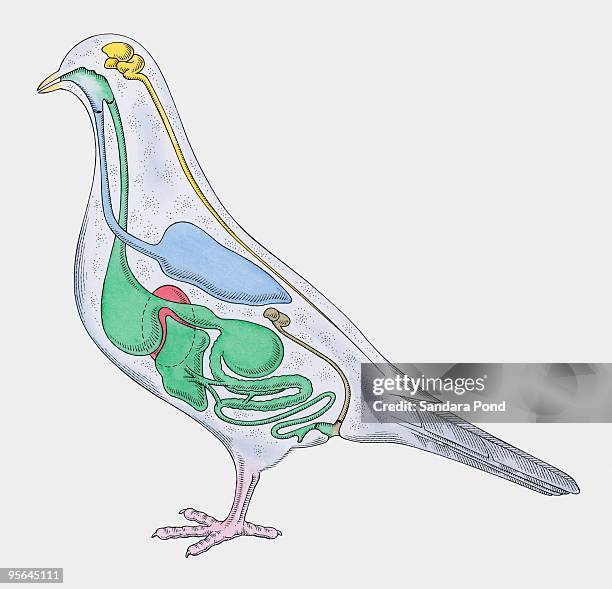 illustrations, cliparts, dessins animés et icônes de cross section illustration of internal anatomy of pigeon - intestin animal