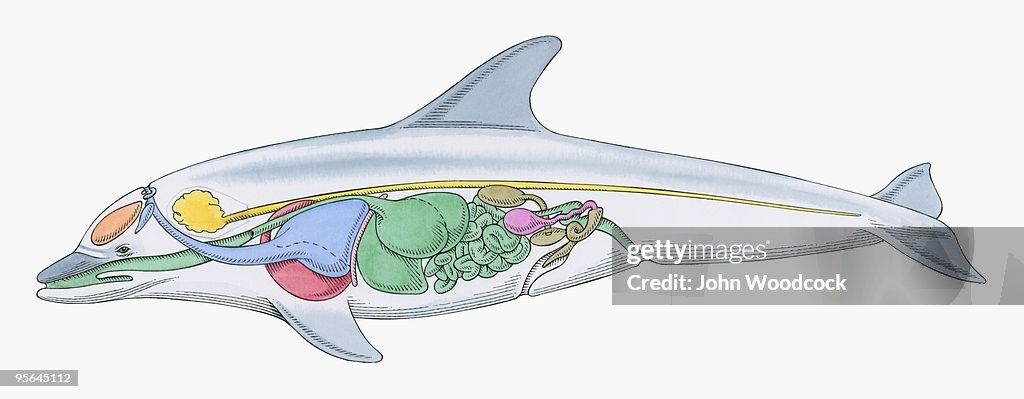 Cross section illustration of internal anatomy of male Dolphin