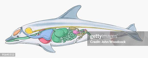 cross section illustration of internal anatomy of male dolphin - animal liver stock illustrations