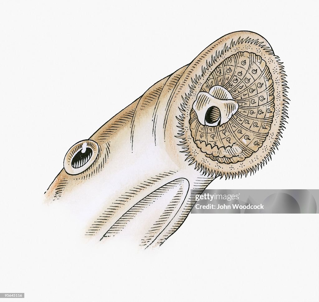 Illustration of toothed funnel-like sucking mouth of sea Lamprey (Ichthyomyzon castaneus)