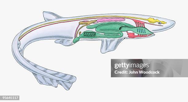 cross section illustration of internal anatomy of female dogfish - tierisches verdauungssystem stock-grafiken, -clipart, -cartoons und -symbole