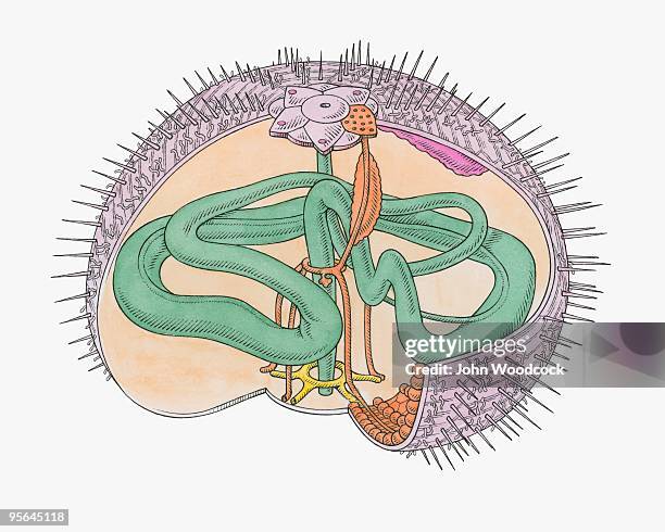 cross section illustration of internal anatomy of sea urchin - tierisches verdauungssystem stock-grafiken, -clipart, -cartoons und -symbole