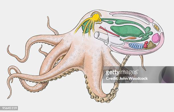 cross section illustration of internal anatomy of octopus - tierisches verdauungssystem stock-grafiken, -clipart, -cartoons und -symbole