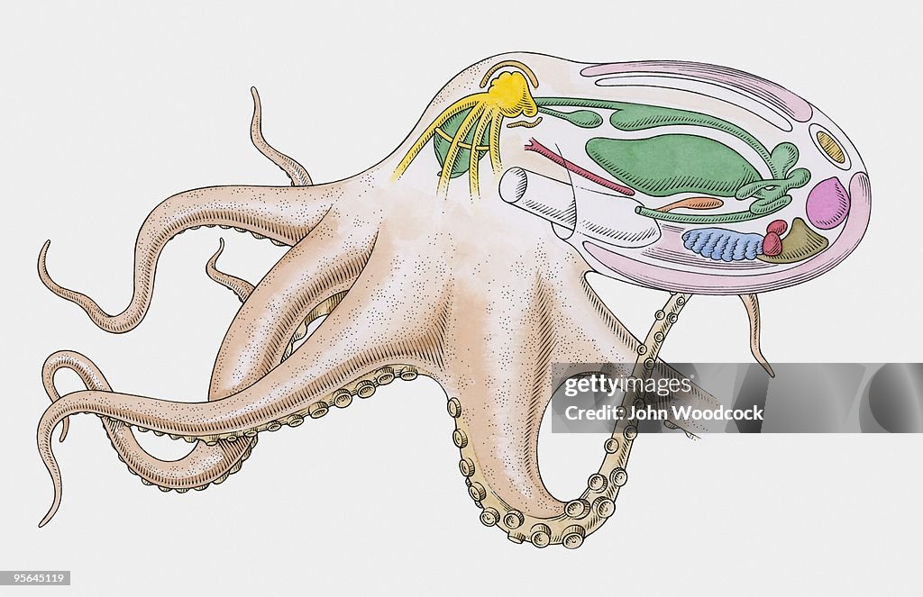 Cross section illustration of internal anatomy of Octopus