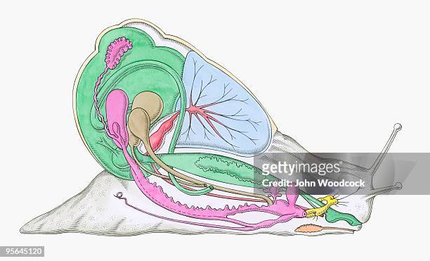 stockillustraties, clipart, cartoons en iconen met cross section illustration of internal anatomy of snail - animal digestive system
