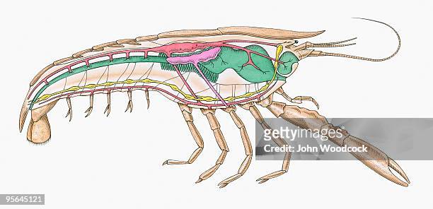 ilustraciones, imágenes clip art, dibujos animados e iconos de stock de cross section illustration of internal anatomy of female crayfish - trompas de falopio