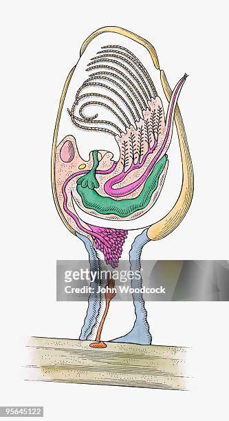 cross section illustration of internal anatomy of stalked barnacle - 動物の筋肉点のイラスト素材／クリップアート素材／マンガ素材／アイコン素材