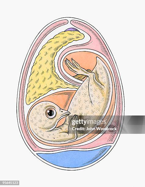 cross section illustration of chicken embryo inside egg - sac stock illustrations