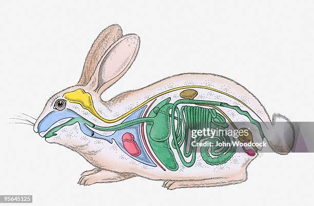cross section illustration of internal anatomy of male rabbit - tierisches verdauungssystem stock-grafiken, -clipart, -cartoons und -symbole