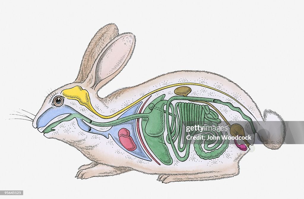Cross section illustration of internal anatomy of male rabbit