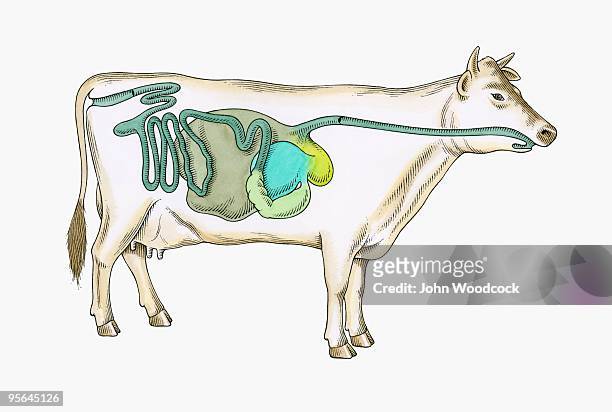 cross section illustration of digestive system of cow - animal internal organ stock illustrations