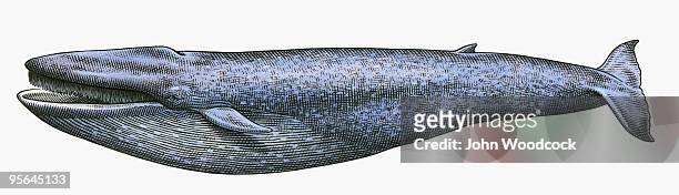 black and white illustration of blue whale (balaenoptera musculus) - blauwal stock-grafiken, -clipart, -cartoons und -symbole