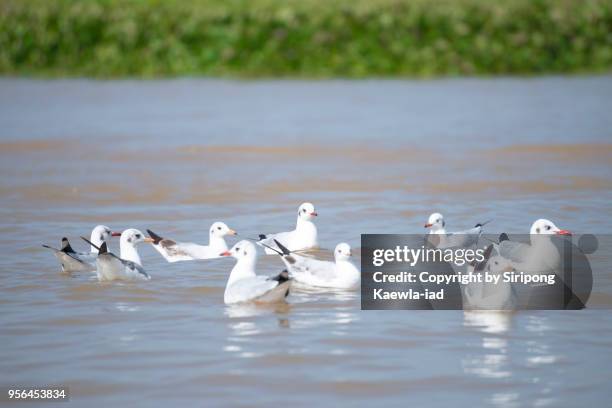 group of seagulls floating on the water. - copyright by siripong kaewla iad stock pictures, royalty-free photos & images