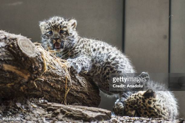 New born Amur leopard twin cubs are seen at its enclosure at Vienna Zoo in Vienna, Austria on May 09, 2018. The new born Amur leopard twin cubs were...
