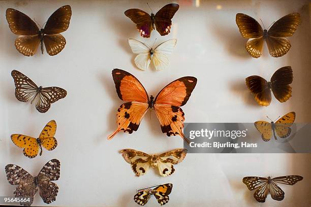 collection of butterflies, close-up, sweden. - papillon fond blanc photos et images de collection