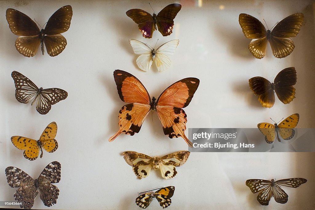 Collection of butterflies, close-up, Sweden.