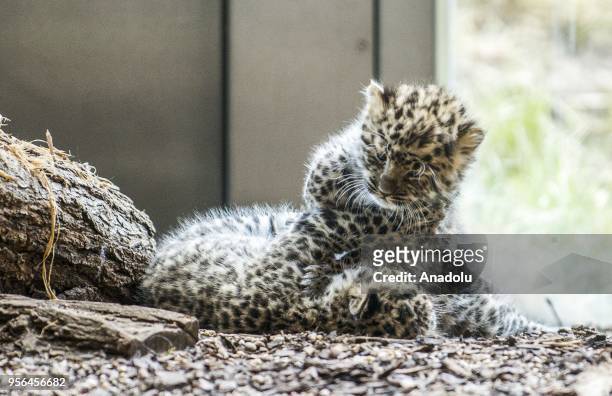 New born Amur leopard twin cubs are seen at its enclosure at Vienna Zoo in Vienna, Austria on May 09, 2018. The new born Amur leopard twin cubs were...