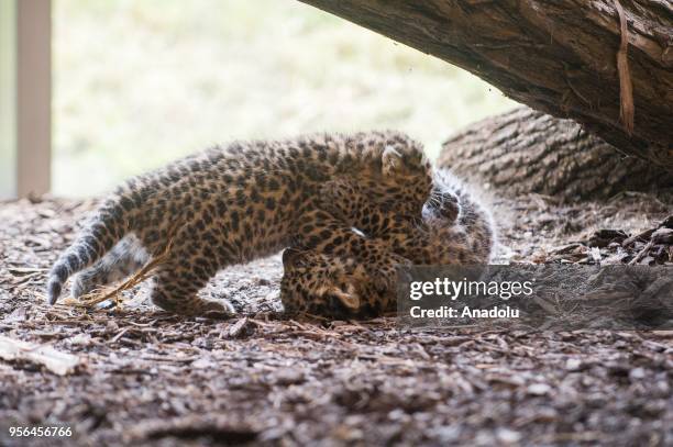 New born Amur leopard twin cubs are seen at its enclosure at Vienna Zoo in Vienna, Austria on May 09, 2018. The new born Amur leopard twin cubs were...