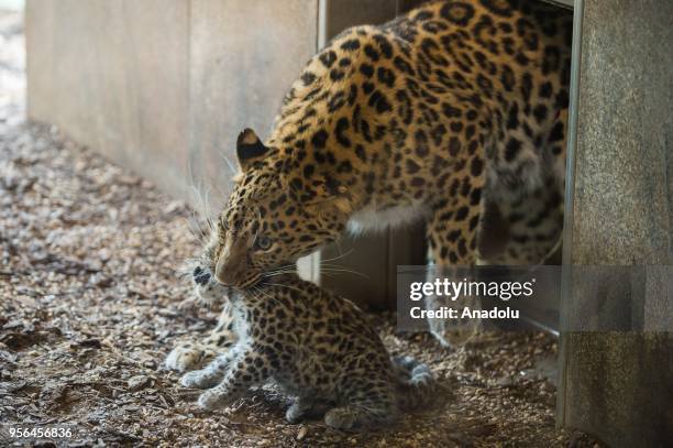 The female, Ida carries one of the Amur leopard cubs to their enclosure at Vienna Zoo, Vienna, Austria on May 09, 2018. The new born Amur leopard...