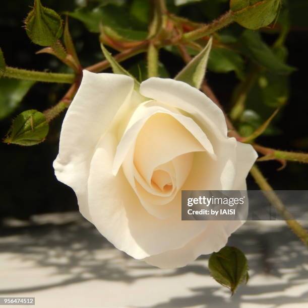 Swathe White Roses 128 White Rose Of Sharon Stock Photos, High-Res Pictures, and Images ...