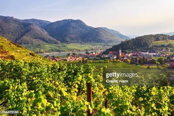 vista autunnale dei vigneti intorno a spitz, valle di wachau, austria - austria foto e immagini stock