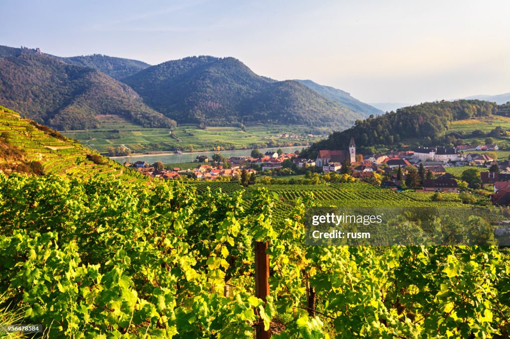 Autumn view of Vineyards around Spitz, Wachau valley, Austria