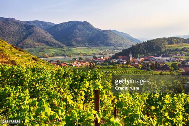 autumn view of vineyards around spitz, wachau valley, austria - austria stock pictures, royalty-free photos & images