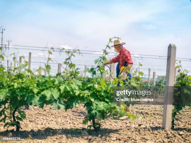 vintner spraying chemicals on vine grapes - cabernet sauvignon grape stock pictures, royalty-free photos & images