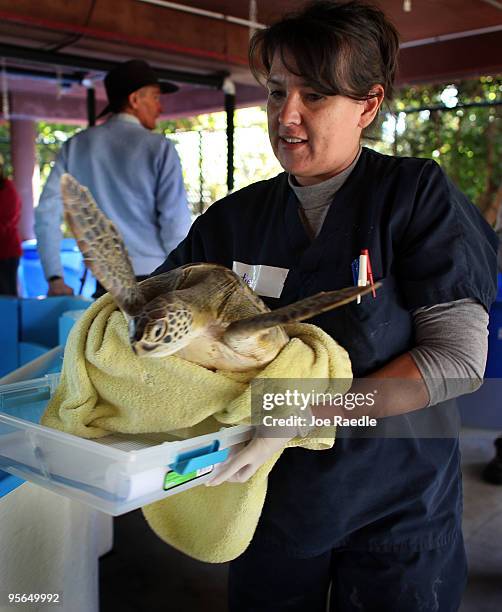 Christie Gonzalez carries a Green sea turtle wrapped in a towel as it is treated for "cold stun" at the Gumbo Limbo Nature Center on January 8, 2010...