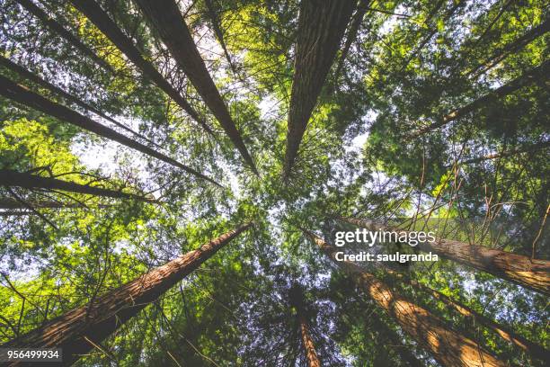 redwoods forest from below - sequoiabaum stock-fotos und bilder