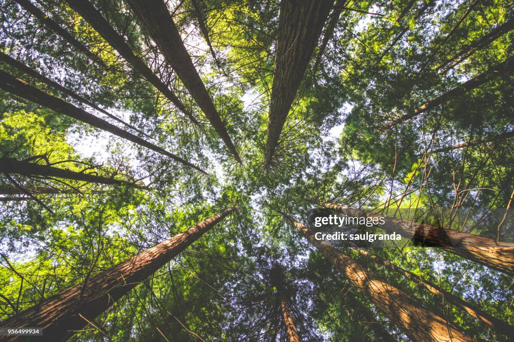 Redwoods forest from below