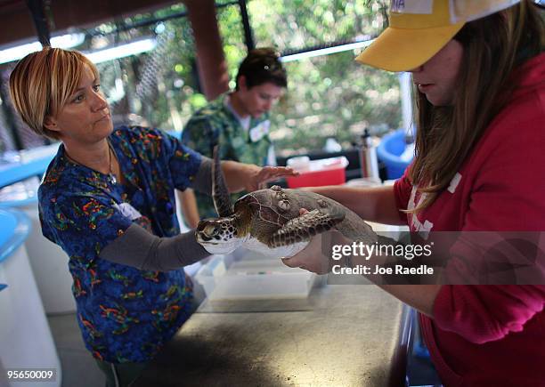 Veterinarian Nancy Mettee and Annalise Wershoven work on treating a Green sea turtle for "cold stun" at the Gumbo Limbo Nature Center on January 8,...