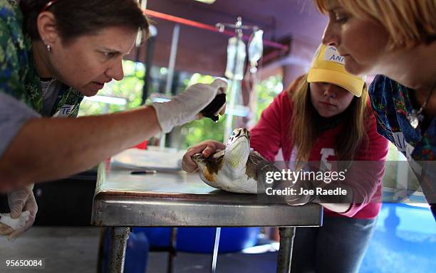 Sandy Fournies, a sea turtle rehabilitation specialist , Annalise Wershoven, and Veterinarian Nancy Mettee work on treating a green sea turtle for...