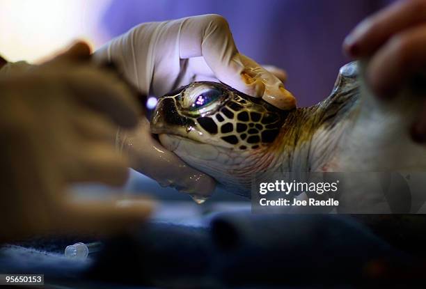 Green sea turtle is treated for "cold stun" at the Gumbo Limbo Nature Center on January 8, 2010 in Boca Raton, Florida. With a South Florida forecast...