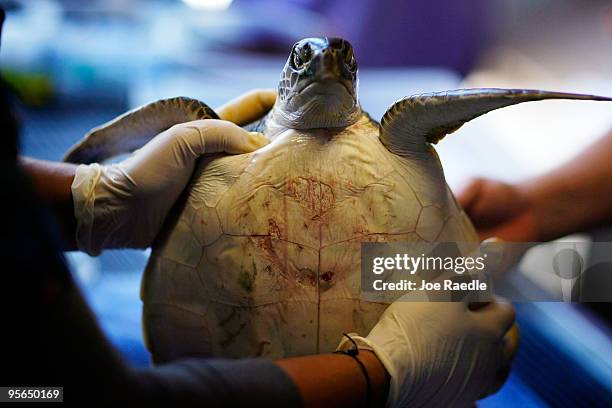 Green sea turtle is treated for "cold stun" at the Gumbo Limbo Nature Center on January 8, 2010 in Boca Raton, Florida. With a south Florida forecast...