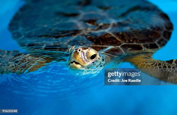 Green sea turtle is seen in a climate controlled tank as it is treated for "cold stun" at the Gumbo Limbo Nature Center on January 8, 2010 in Boca...
