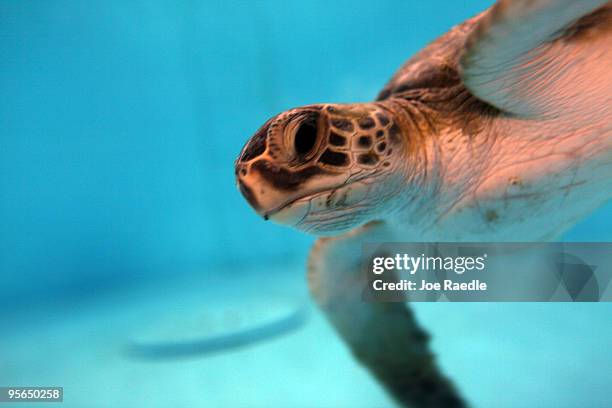 Green sea turtle is seen in a climate controlled tank as it is treated for "cold stun" at the Gumbo Limbo Nature Center on January 8, 2010 in Boca...