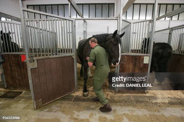 Member of the Household Cavalry pushes horse 'Quasimodo' into its stable at the Household Cavalry Mounted Regiment's Hyde Park Barracks in London on...
