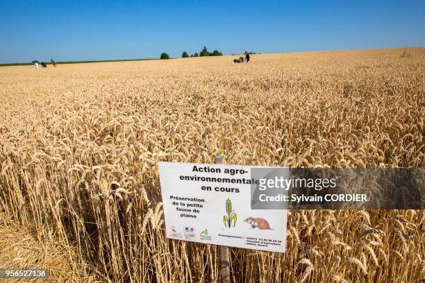 France, Alsace, Bas-Rhin, Griesheim près Molsheim, réintroduction de Hamsters d'Europe , dans le cadre d'une directive européenne sous l'égide de...