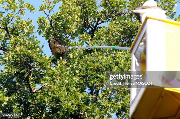 Un apiculteur avec une vareuse de protection tente de détruire un nid de frelons à pattes jaunes ou frelons asiatiques dans un arbre, 10 aout 2009,...